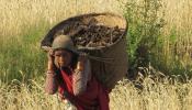 Photo of Nepali Woman Working in Field v2